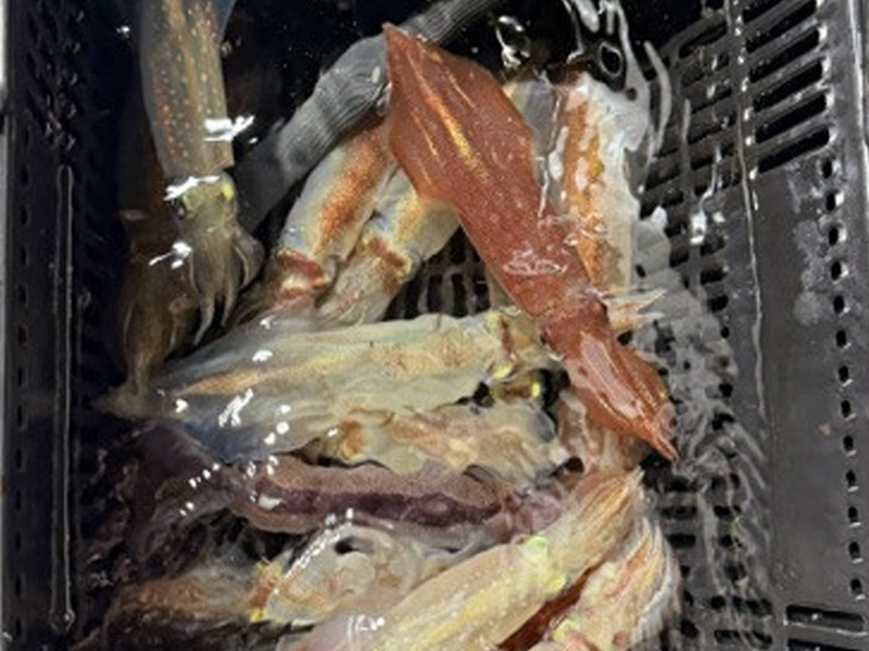 丹後のイカメタル便で釣れたケンサキイカ