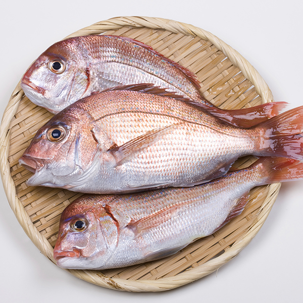 釣れる魚について 海弁慶でよく釣れる魚について詳しくご紹介しています